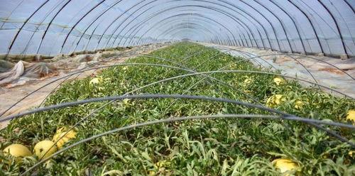 威海免费吃瓜地点